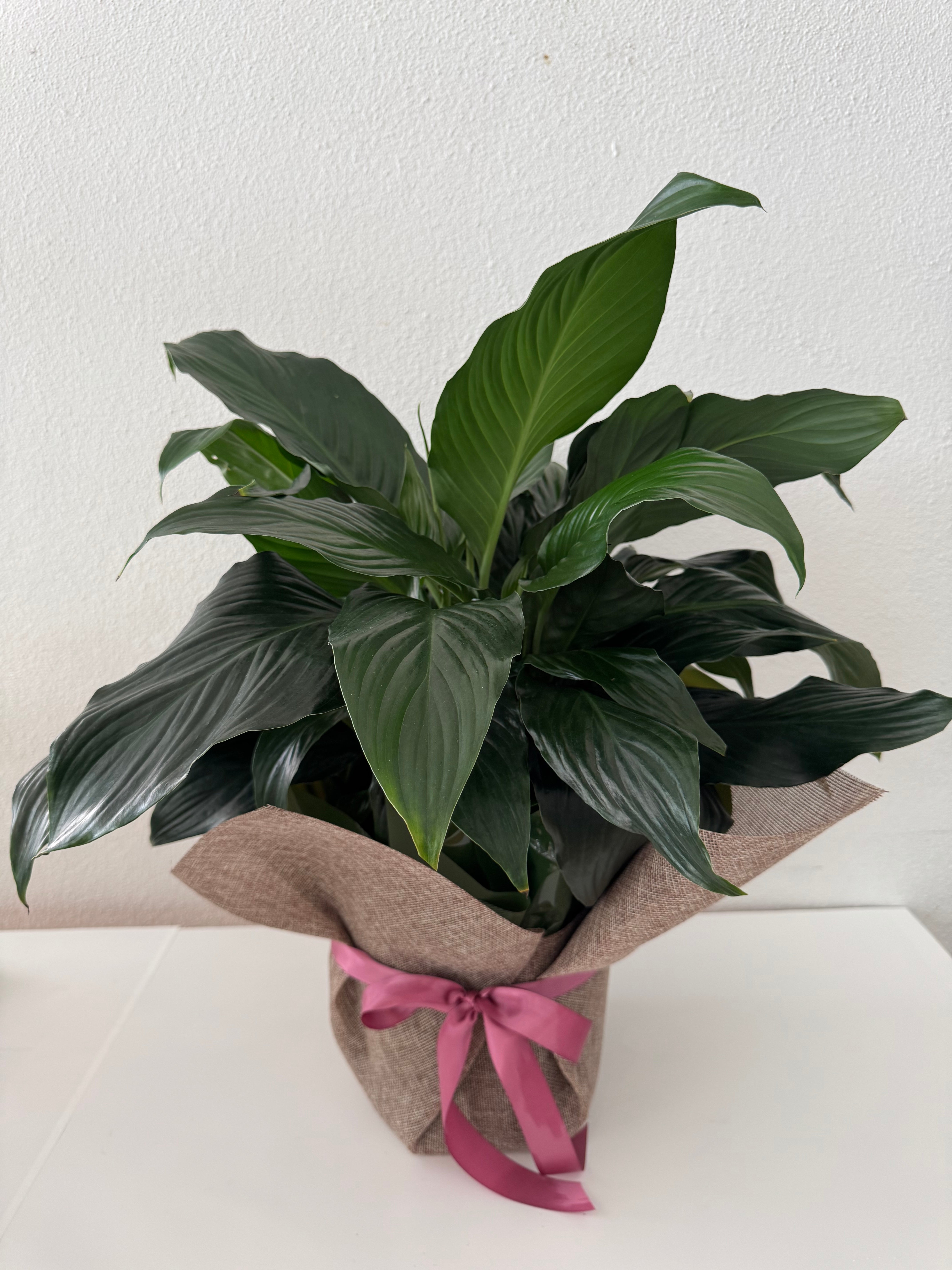 A potted Peace Lily plant