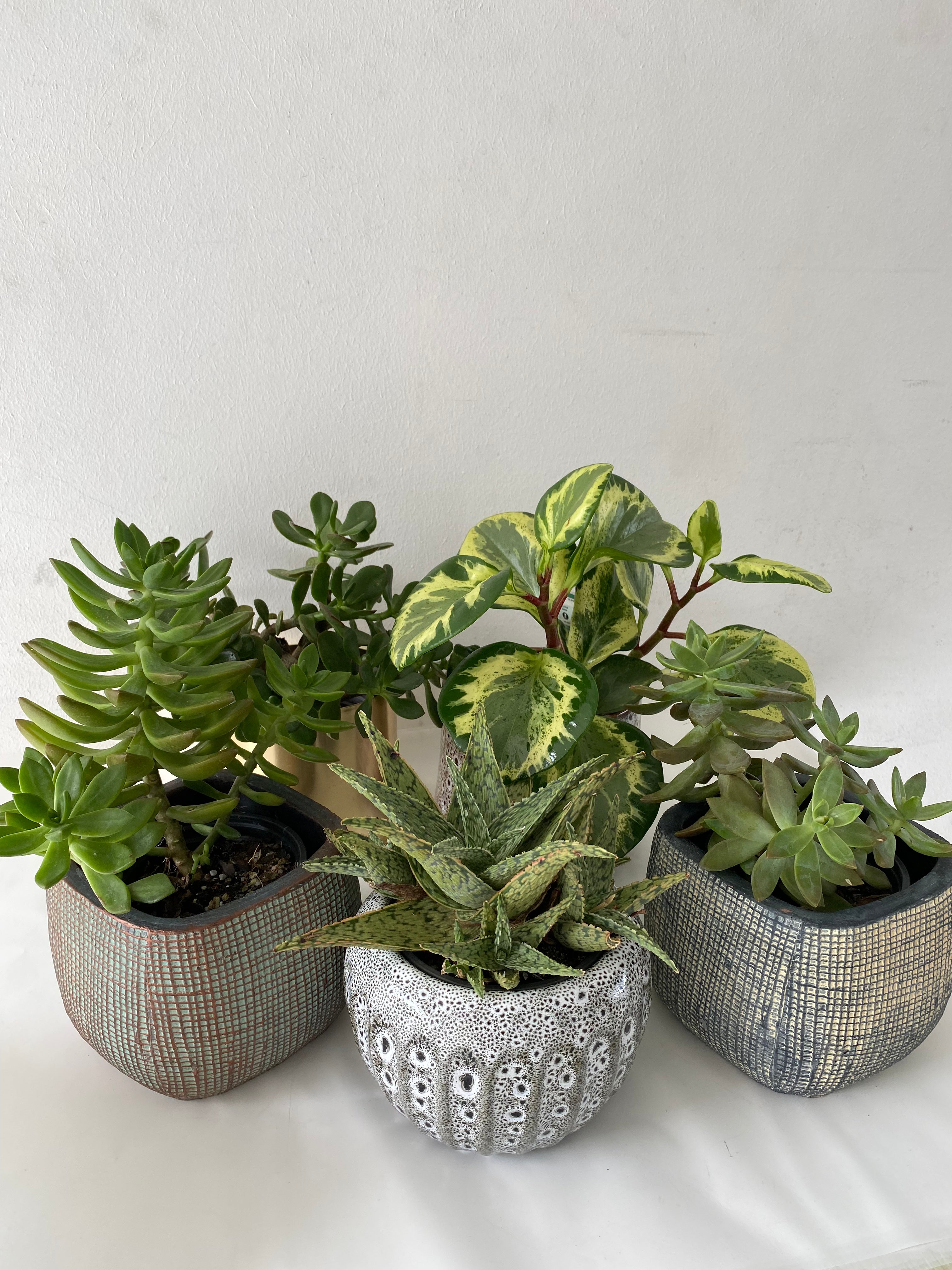 Succulents Plants in Beautiful Pots