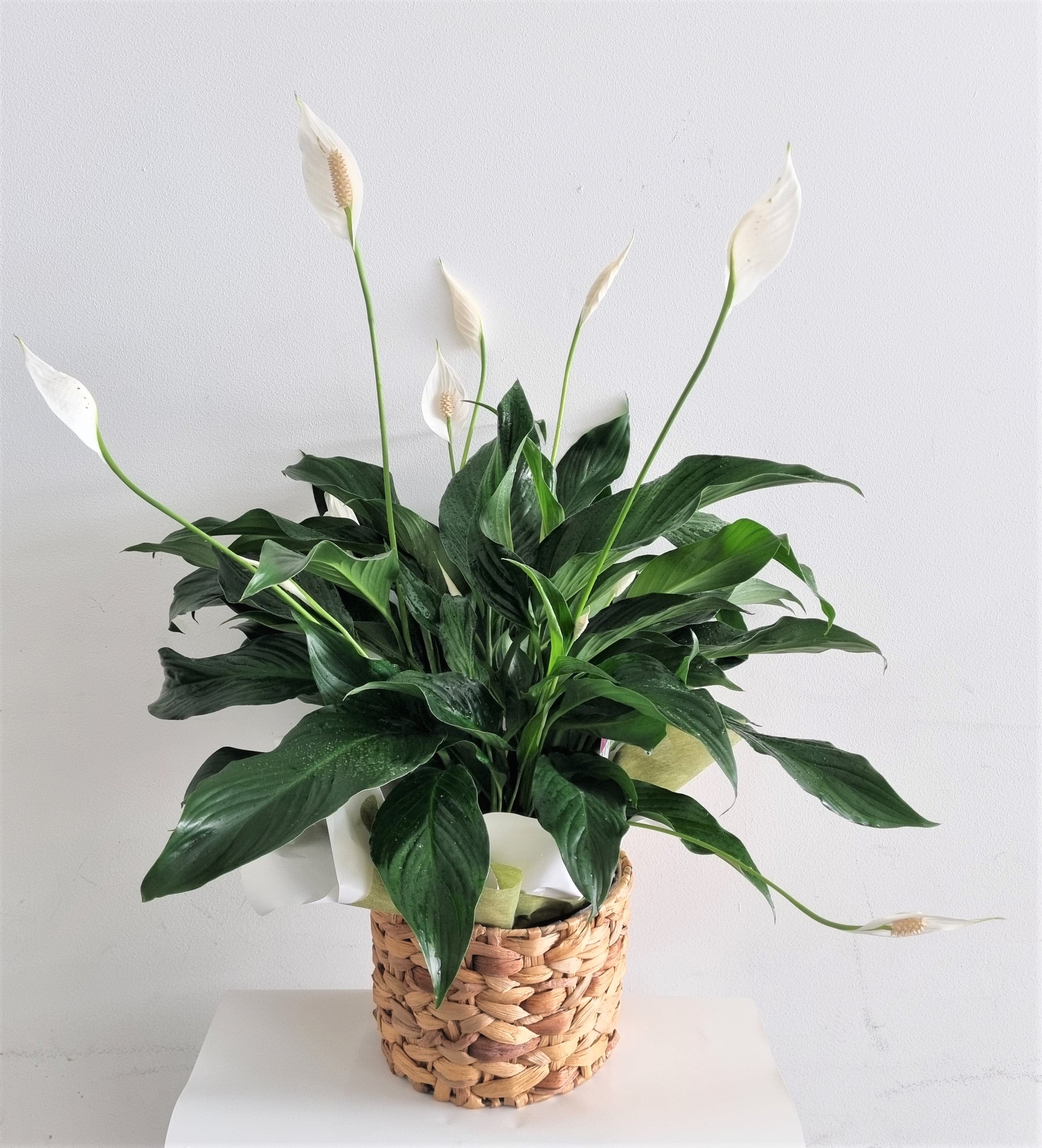 Peace Lilly in Decorative Basket
