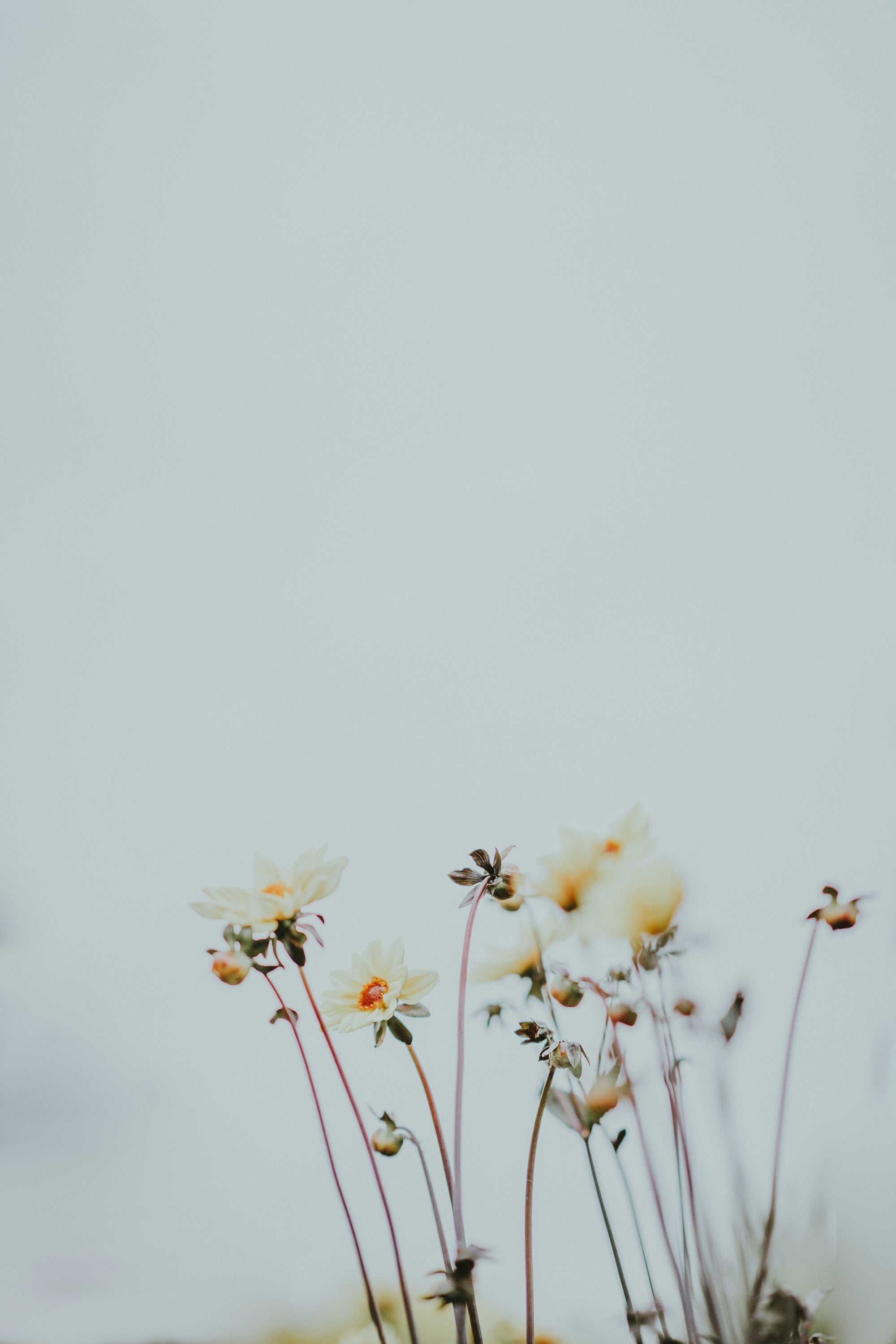 Discover the Charm of Garden Gate Florist – Your Go-To for Flower Delivery in Gold Coast