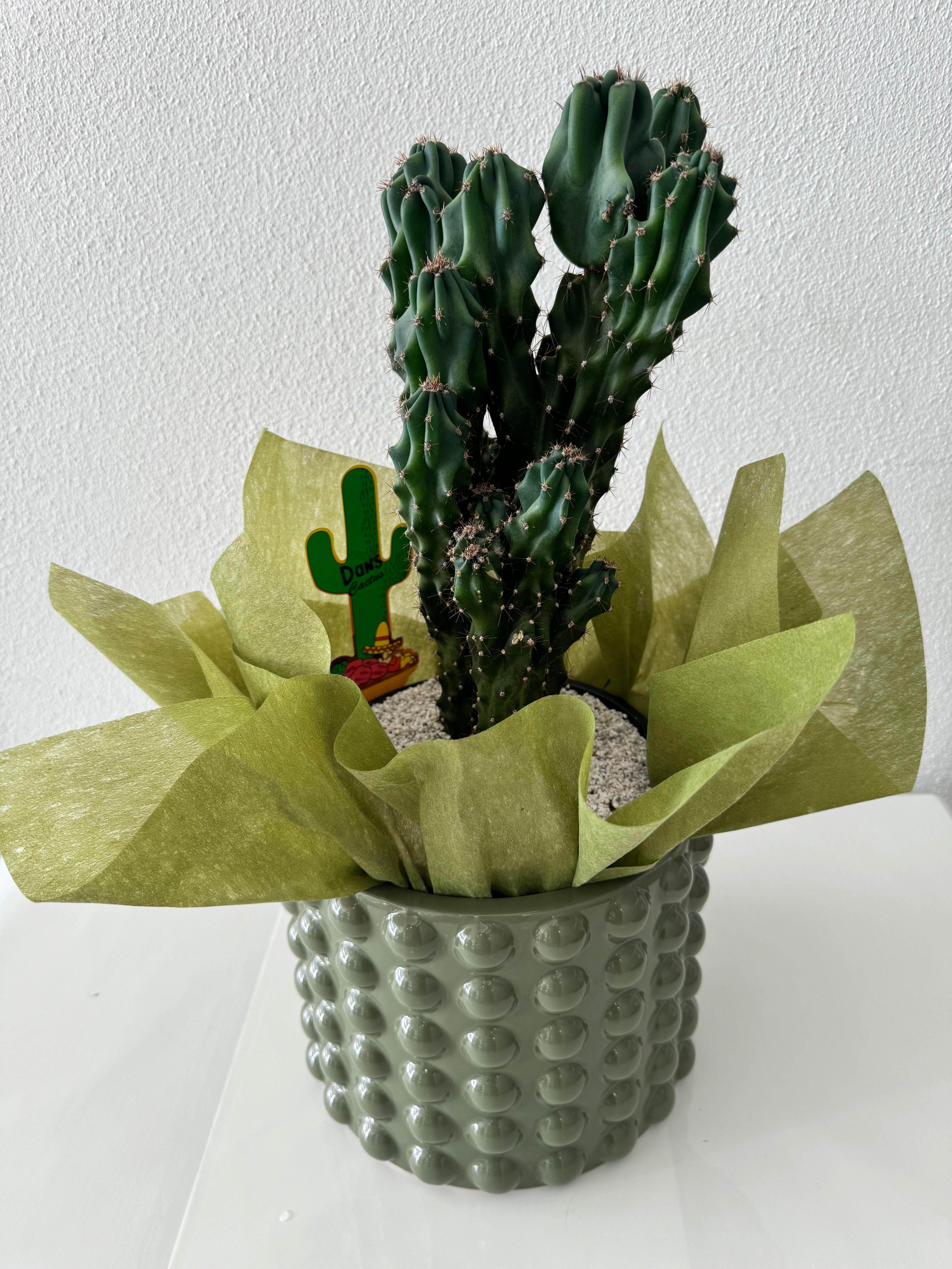 Large Cactus in Cermaic pot