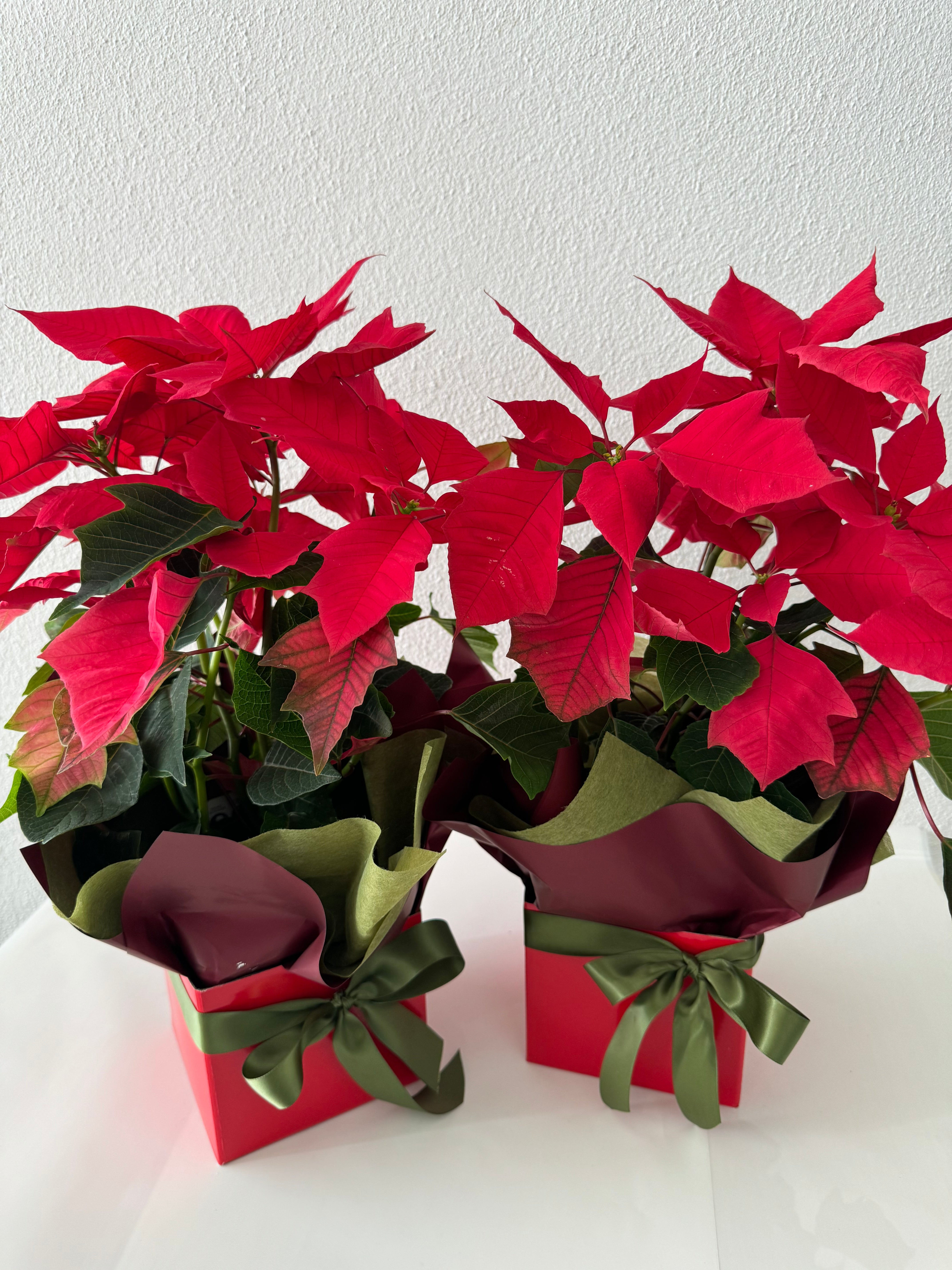 Poinsettia