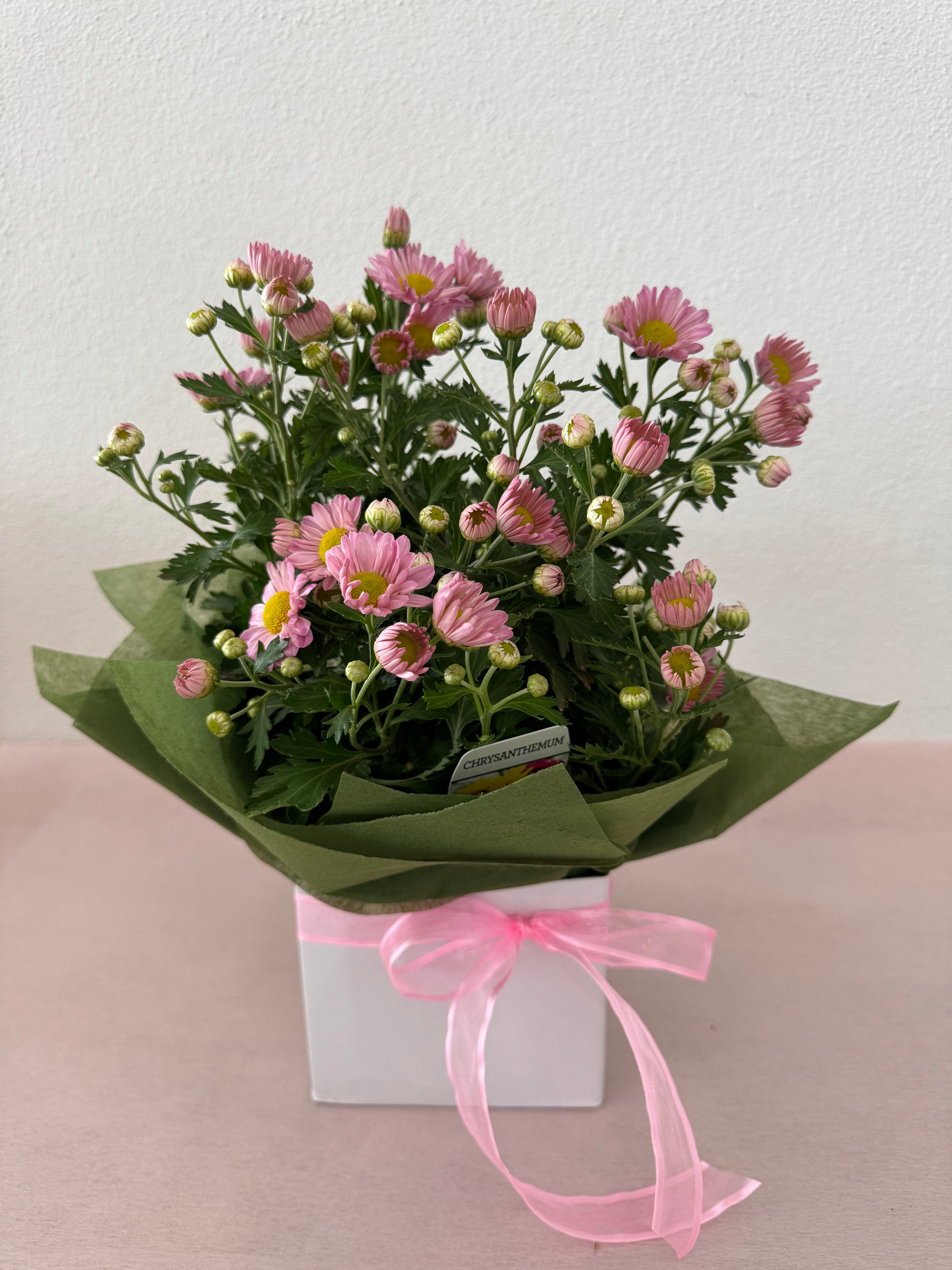 Potted Chrysanthemum
