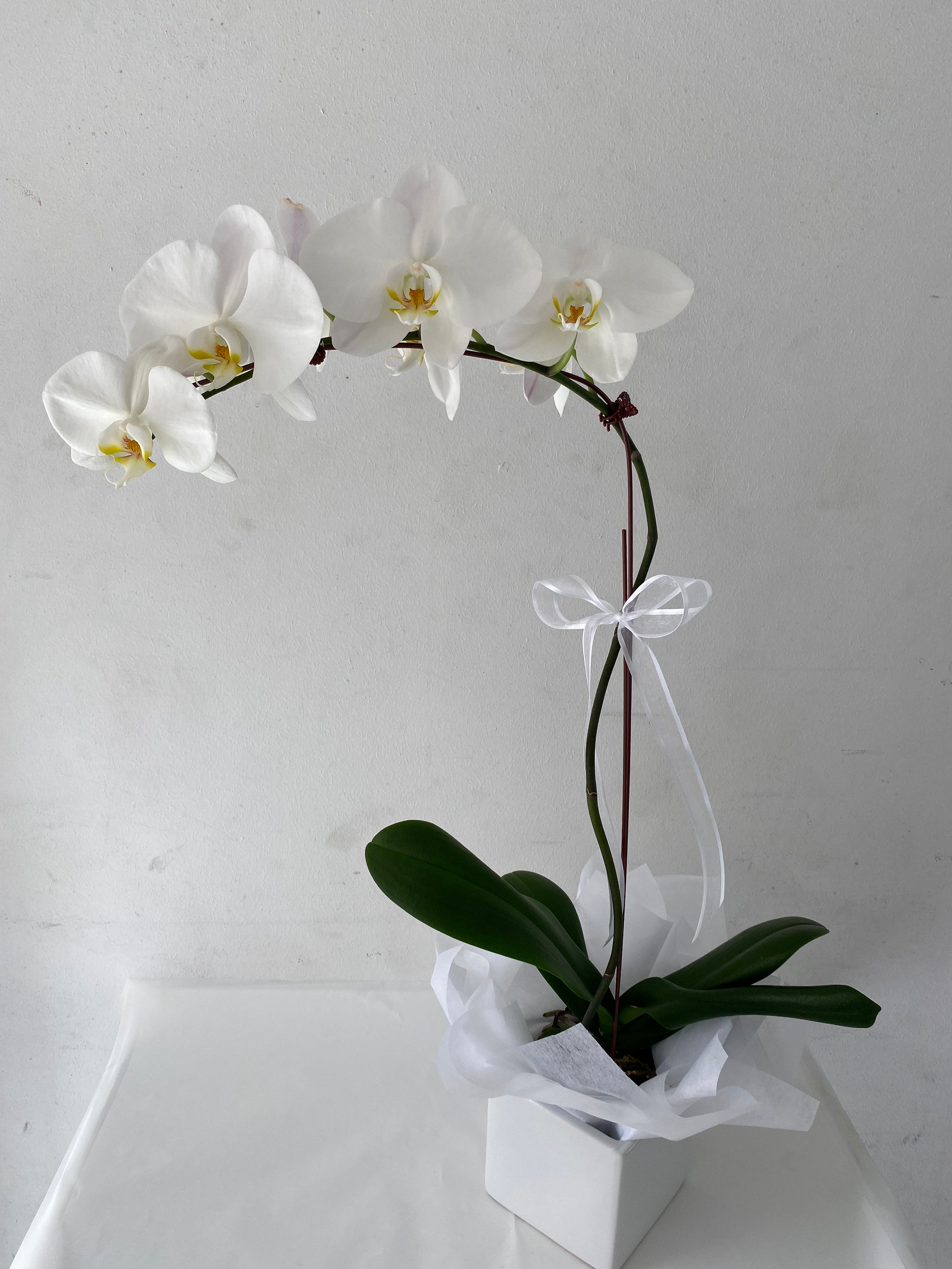 Orchid Plant in a Ceramic Pot
