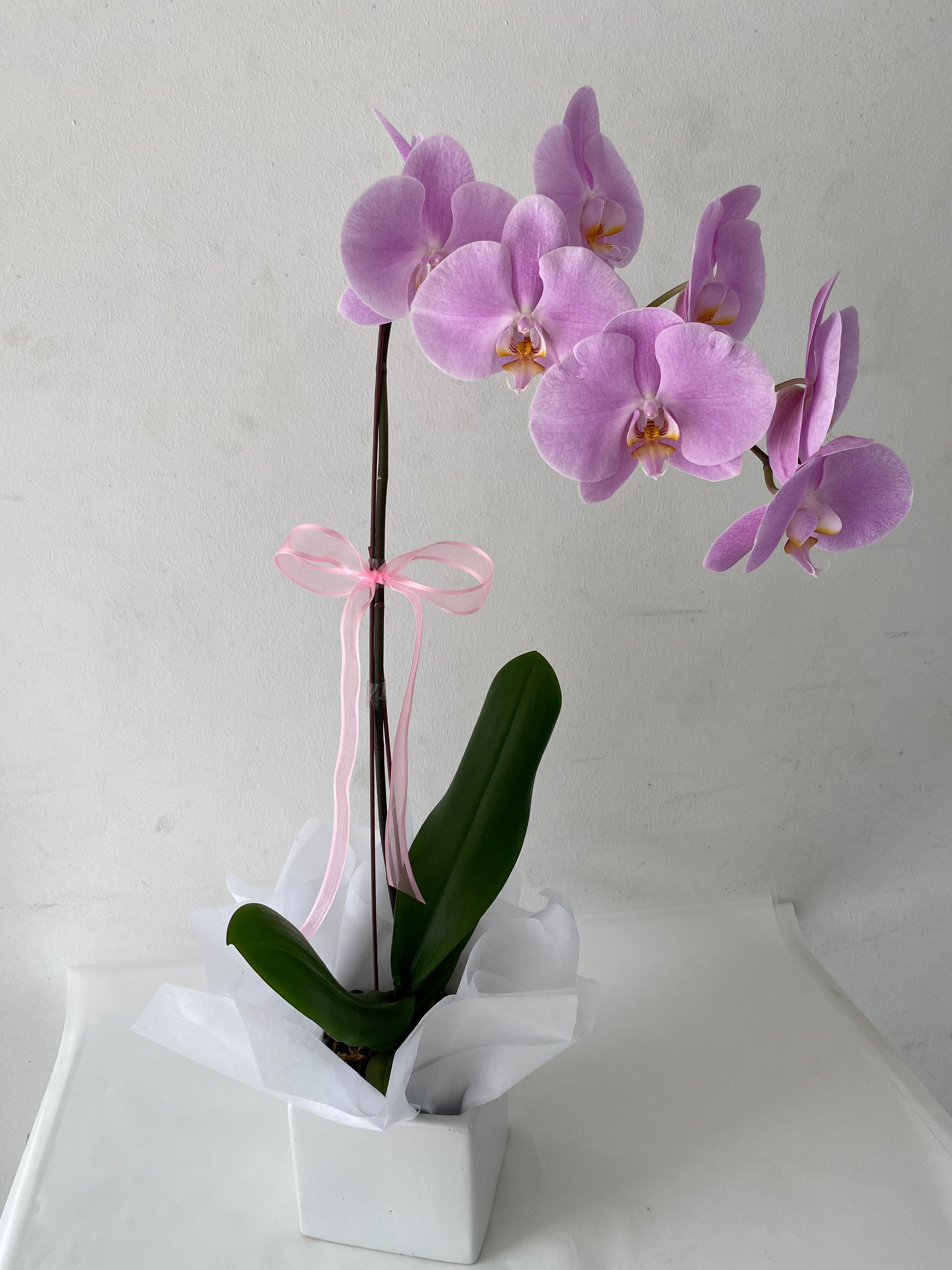 Orchid Plant in a Ceramic Pot