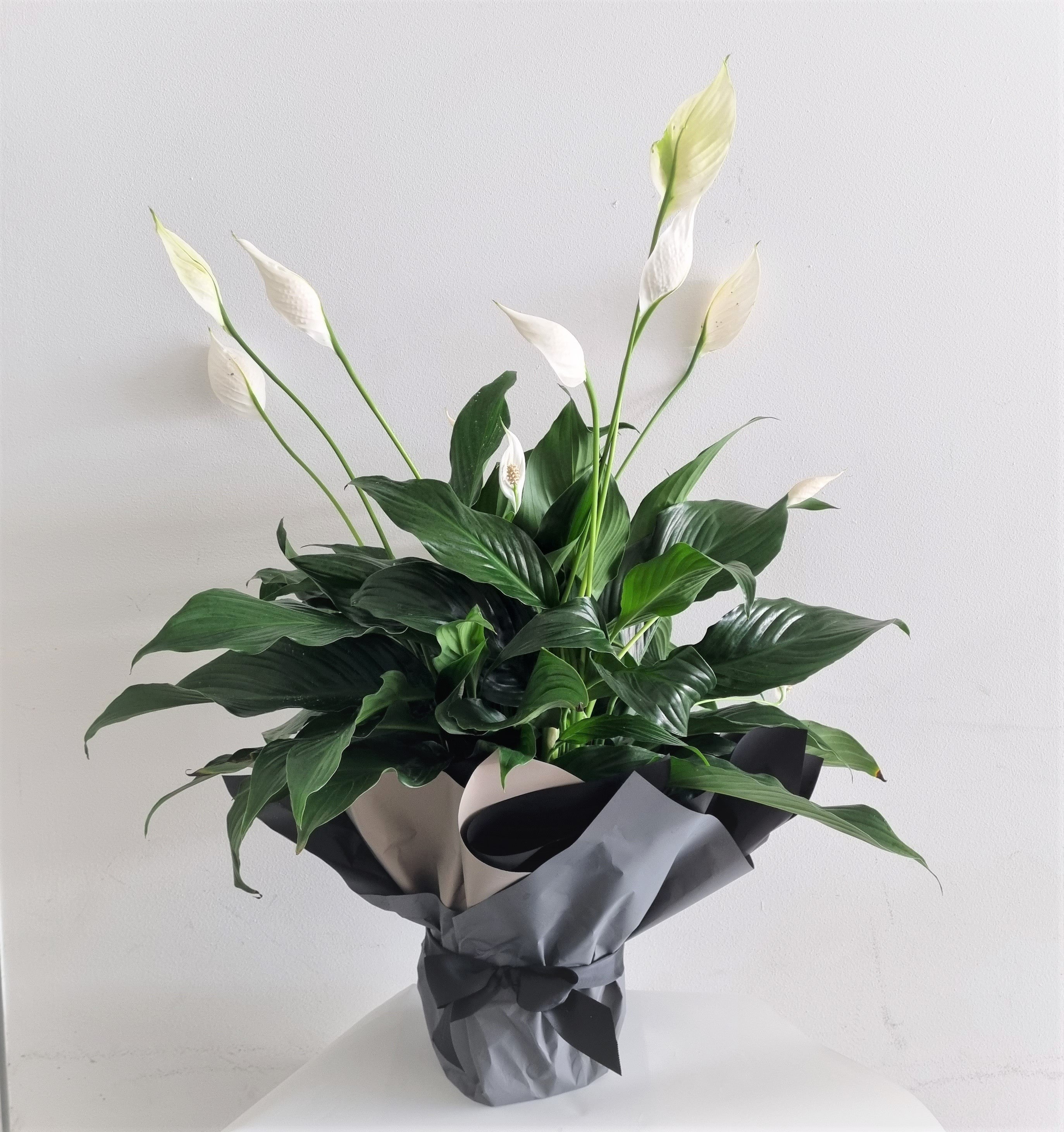 Gift wrapped Peace Lilly