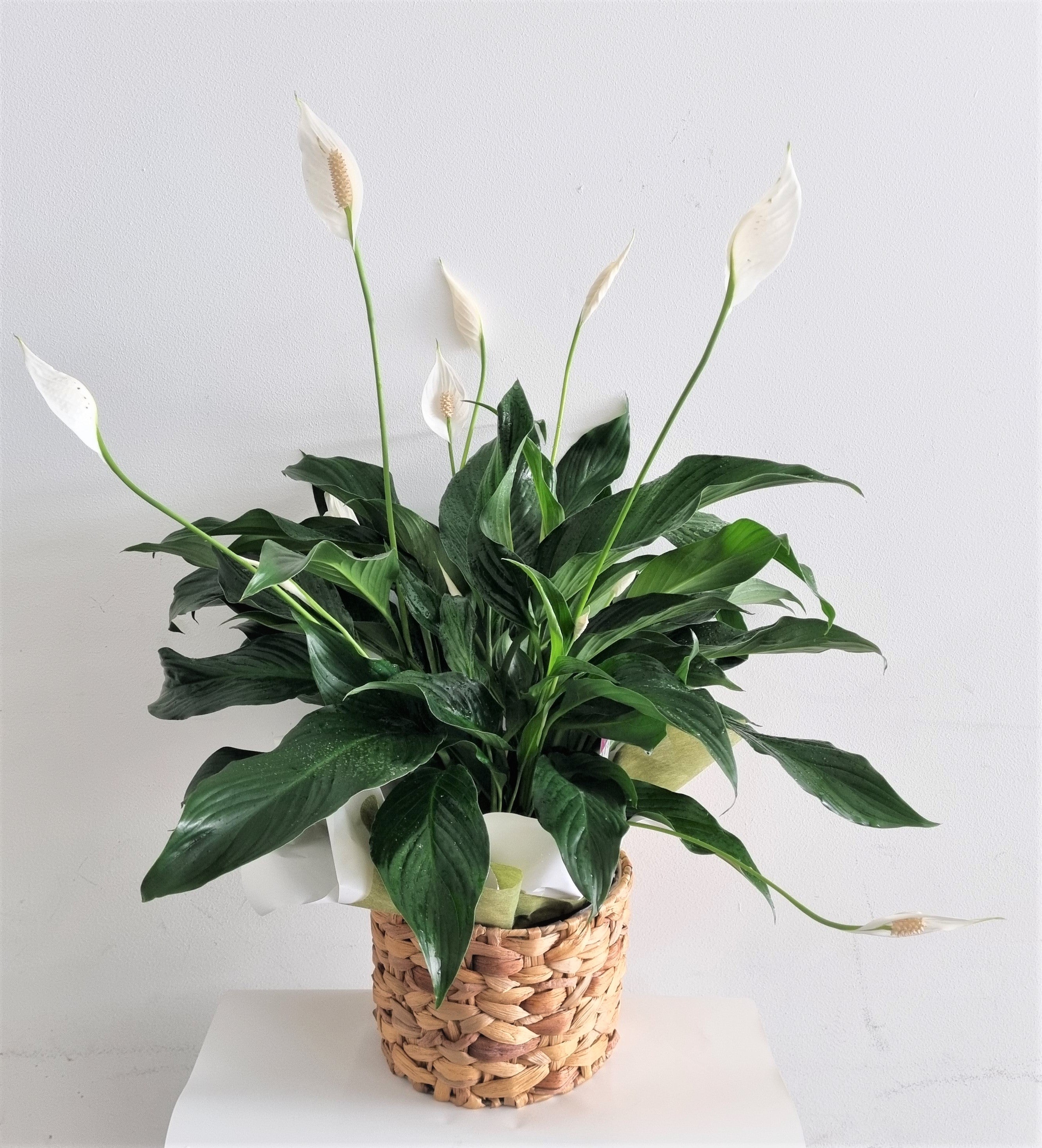 Peace Lilly in Decorative Basket