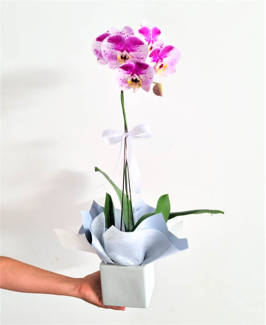 Phalaenopsis Orchid Plant - Pink