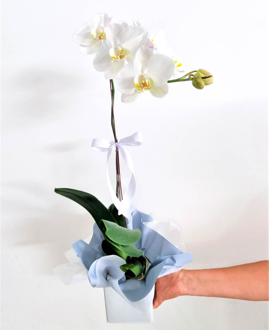 Phalaenopsis Orchid Plant - White